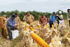 TPKK Bunga Tanjung Panen Jagung Sadesahe, Segini Target Hasil Panen 