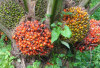 Para Petani Pemula Wajib Tau! Ini 5 Ciri Ciri Kelapa Sawit yang Sehat