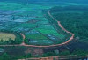 Sawah Redap, Mutiara Tersembunyi di Desa Kimak, Kabupaten Bangka