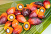Selain Digunakan Sebagai Bahan Mengelola Makanan, Ini 4 Manfaat Kelapa Sawit Untuk Kesehatan Tubuh