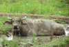 Lebih Mahal dari Sapi, Mengapa Harga Kerbau Selangit?