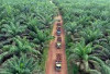 Kebijakan Pemerintah tentang ISPO (Indonesian Sustainable Palm Oil): Sejauh Mana Efektivitasnya