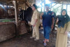 Rencana Sapi Qurban dari Presiden Prabowo untuk Mukomuko 3 Ekor