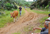 Diliarkan, Sapi Kerap Menimbulkan Konflik Sosial