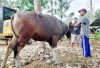 Sapi Masih Jadi Hewan Kurban Favorit di Mukomuko