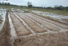 Petani Arah Tiga Mulai Turun Sawah