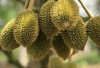 Rahasia Melimpahnya Buah Durian Cara Agar Bunga Durian Berkembang Baik Tanpa Rontok