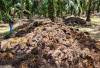Konversi Limbah Sawit Jadi Energi Terbarukan: Potensi Biogas dari Pabrik Kelapa Sawit